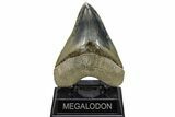 Serrated, Fossil Megalodon Tooth - Indonesia #279196-1